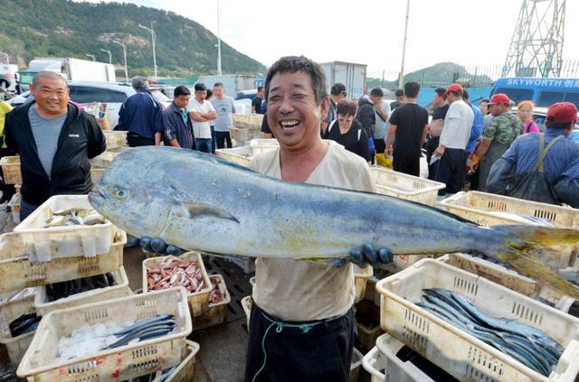 山东青岛“海上粮仓”喜获丰收 渔港一片繁忙景象