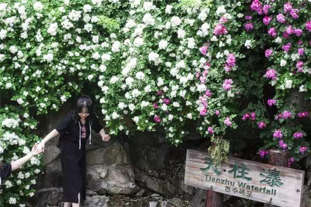 德州“花痴”模式马上开启,周边赏花攻略在此……所有的春天都在这里！