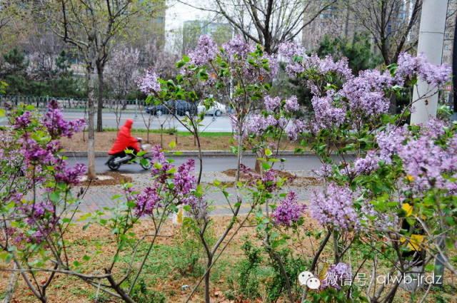 德州“花痴”模式马上开启,周边赏花攻略在此……所有的春天都在这里！