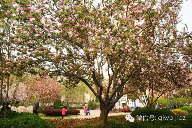 德州“花痴”模式马上开启,周边赏花攻略在此……所有的春天都在这里！