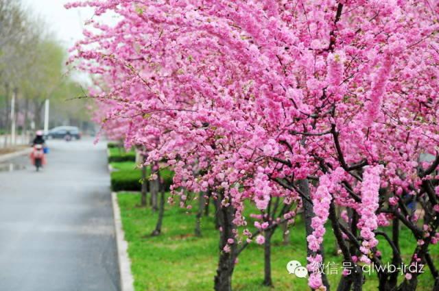 德州“花痴”模式马上开启,周边赏花攻略在此……所有的春天都在这里！