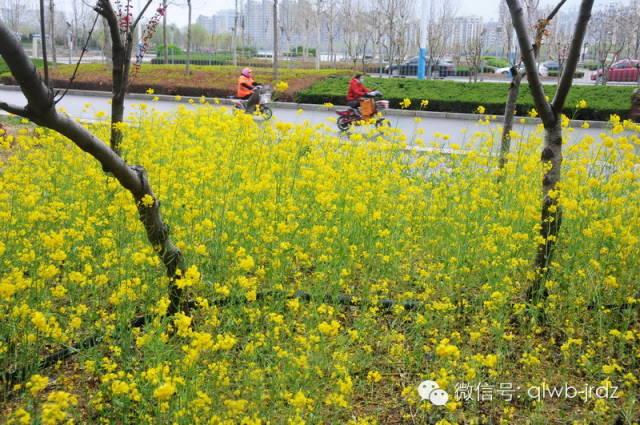 德州“花痴”模式马上开启,周边赏花攻略在此……所有的春天都在这里！