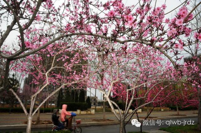 德州“花痴”模式马上开启,周边赏花攻略在此……所有的春天都在这里！