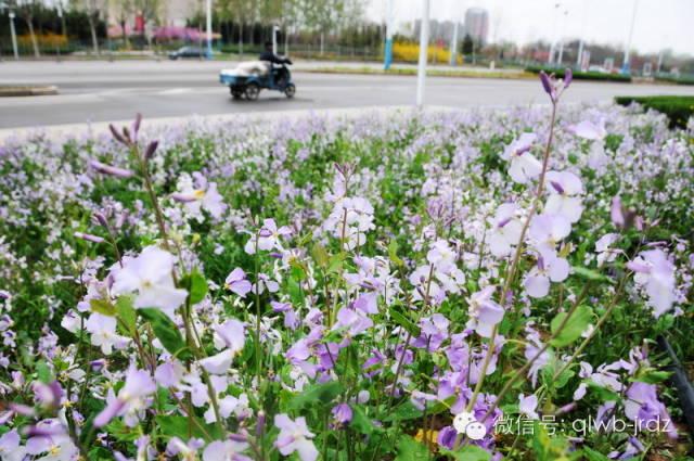 德州“花痴”模式马上开启,周边赏花攻略在此……所有的春天都在这里！
