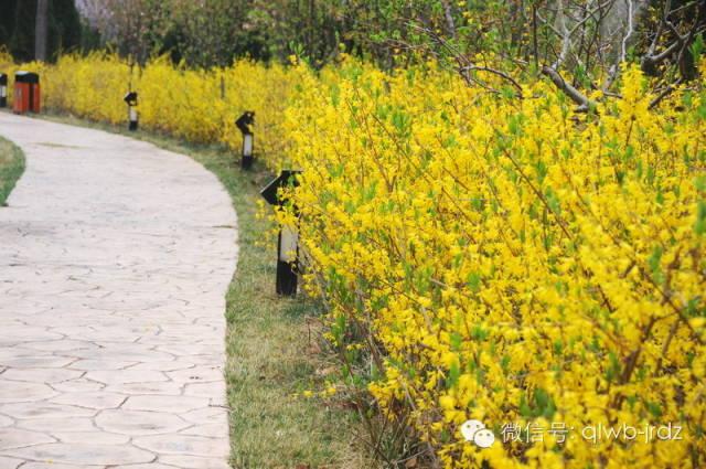 德州“花痴”模式马上开启,周边赏花攻略在此……所有的春天都在这里！