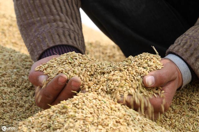 杂交水稻种子催芽方法那么多 最简单有效的都在这儿