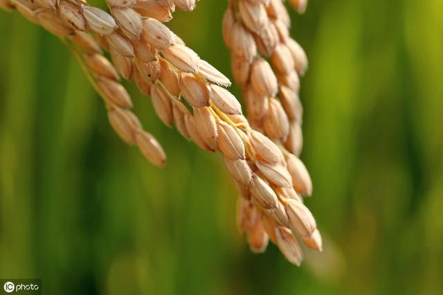 杂交水稻种子催芽方法那么多 最简单有效的都在这儿