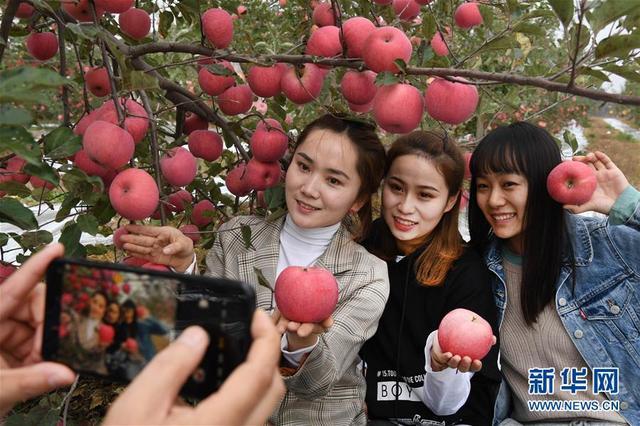 陕西志丹：苹果产业助农增收