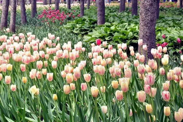 德州“花痴”模式马上开启,周边赏花攻略在此……所有的春天都在这里！