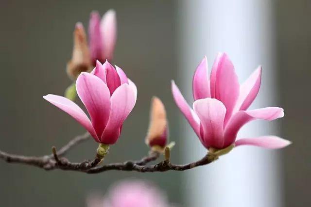 德州“花痴”模式马上开启,周边赏花攻略在此……所有的春天都在这里！