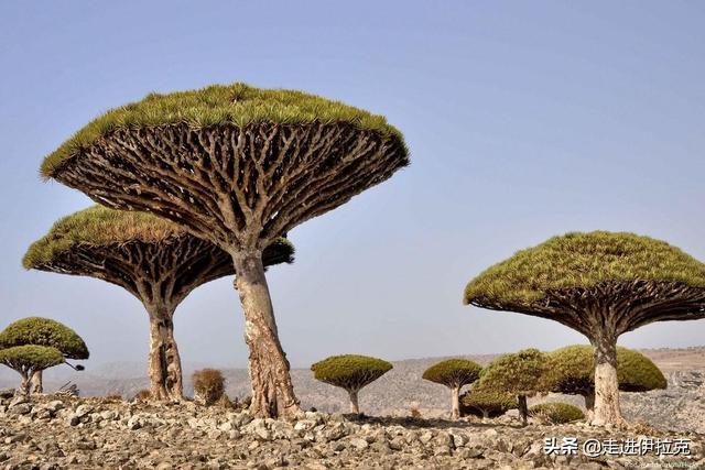 阿联酋从也门的索科特拉岛偷走濒临灭绝的龙血树