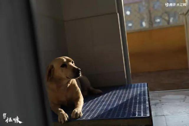 搜救犬的养老院，每个犬舍“一室一厅” 还带地暖