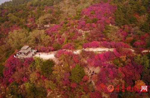 最美秋季别错过，济南南部山区上演千山红遍