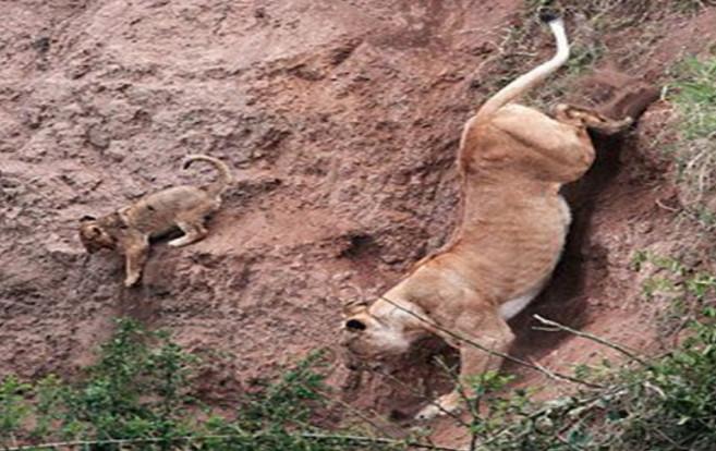 幼狮不慎掉落山崖，危难时刻，狮子妈妈的伟大令人敬佩