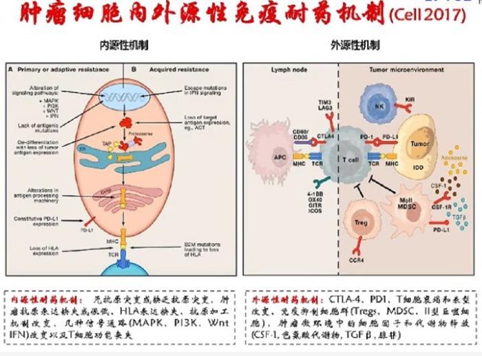 2019CSCO报告丨重磅抗癌药研发进展盘点，后免疫治疗的时代来临