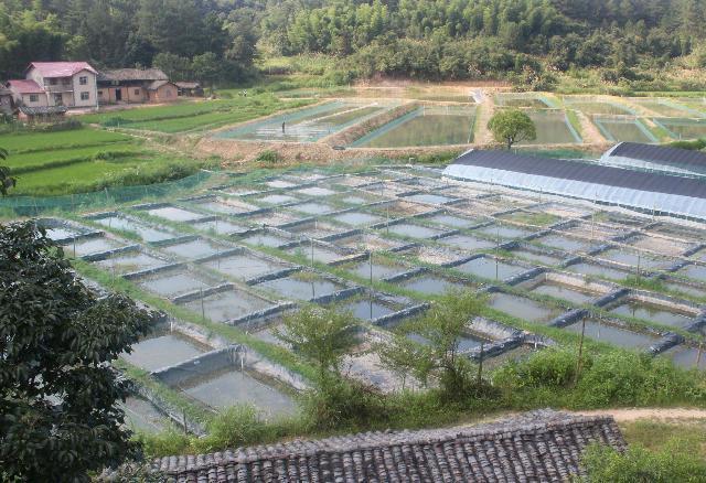 致富养殖泥鳅图片_致富经泥鳅养殖_致富养殖泥鳅怎么样