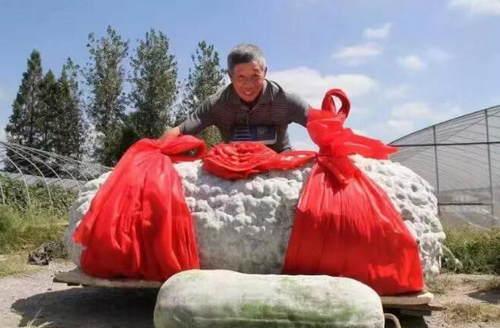 447.8斤！富阳68岁老伯种的这个冬瓜很可能成为全世界最大