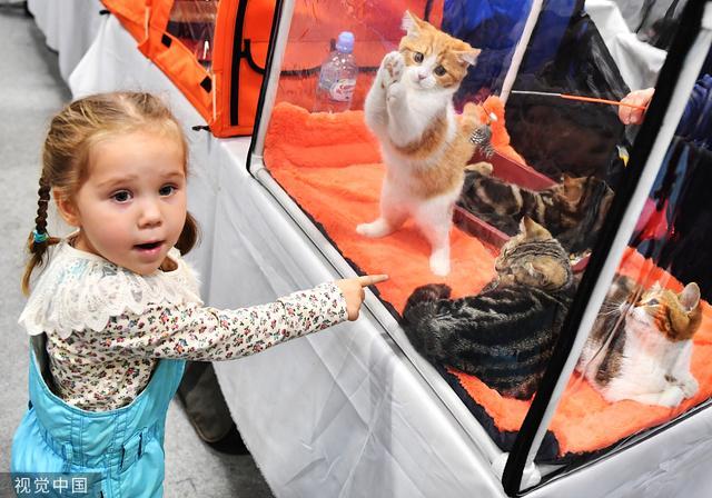 俄罗斯莫斯科举行猫展 吸引萌娃驻足