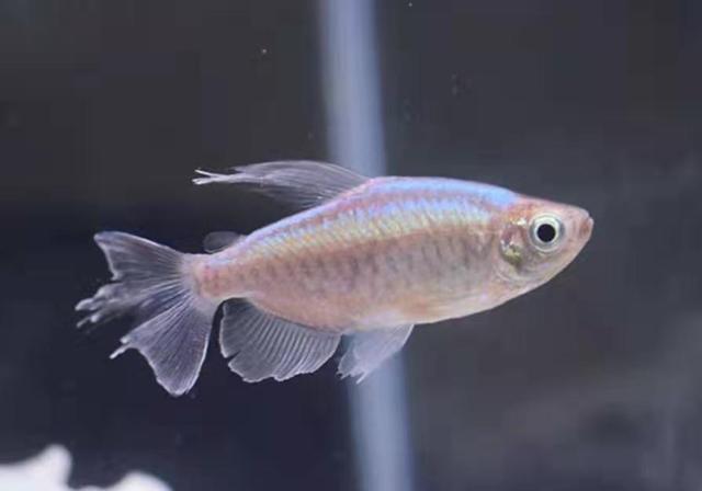 彩虹鱼，一种小型易养的观赏鱼，它们很多被称为美人鱼