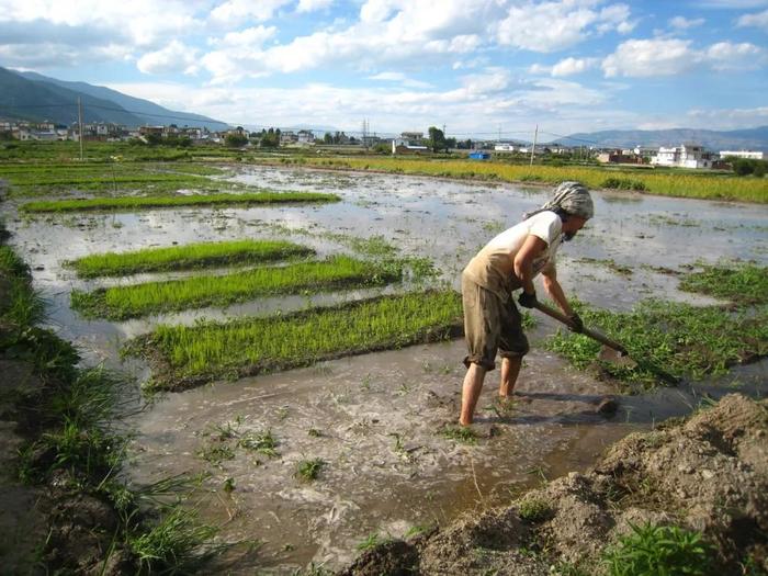 不上班不买房，这对日本年轻人在大理种地7年，生活过成了这样…