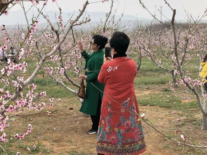 以花会友、以桃惠农、以节促游，这里桃花别样红【乡村振兴看站长】