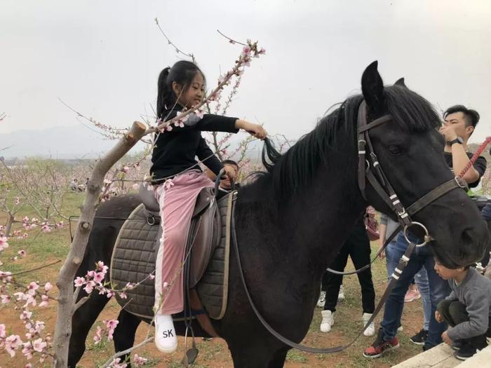 以花会友、以桃惠农、以节促游，这里桃花别样红【乡村振兴看站长】