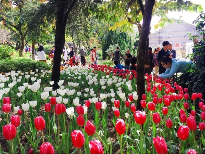 潮爆！今年广州花市即将开锣！灯光秀、“水上花园”...等你来！