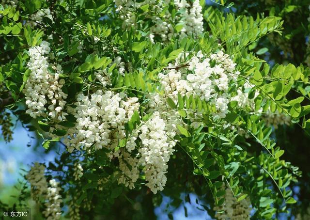 这几种果树不宜“混搭” 否则后果严重 果农千万要记住！