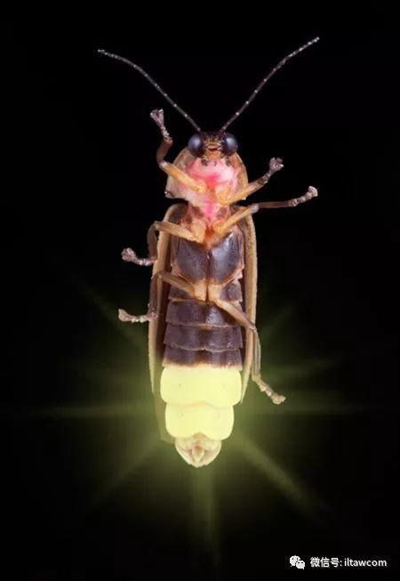 萤火虫如何发光？发光是为了什么？
