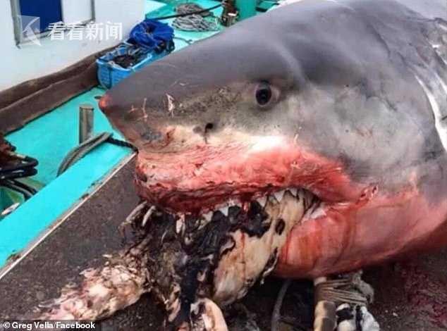 大白鲨吃海龟被卡在嘴里活活噎死 满嘴是血海龟半个身子还在外面