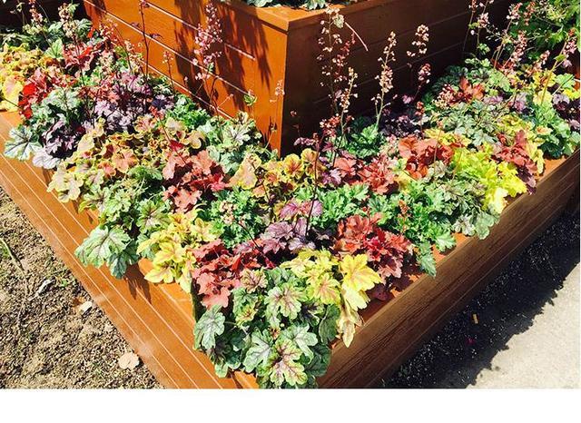 “矾根”根本不开花，叶片随着四季换颜色，颜色多样美极了