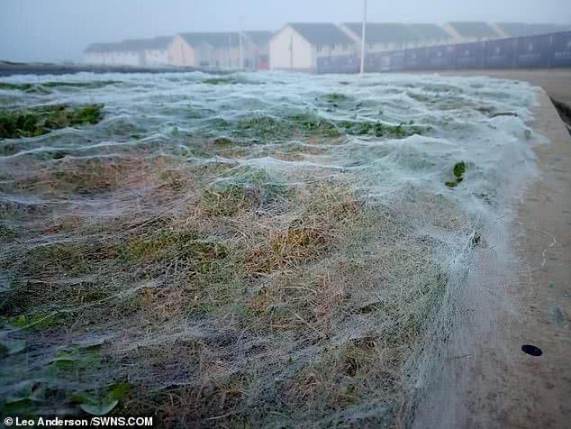 英国男子发现足球场那么大的一片白膜，走近一看竟是一张大蜘蛛网