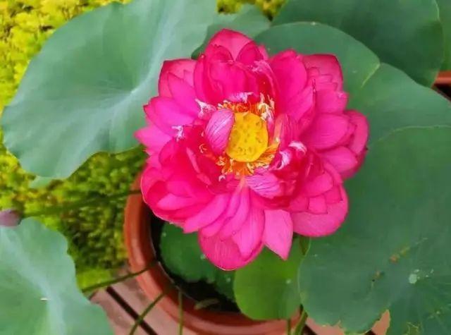 村里的旧水缸,放进一段藕根,开出满满的莲花