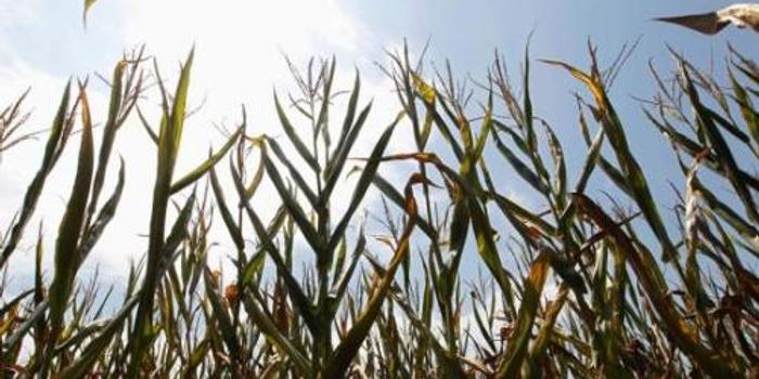 欧盟拟对美国玉米象征性征税 寻替代方有难度