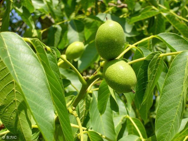 这几种果树不宜“混搭” 否则后果严重 果农千万要记住！