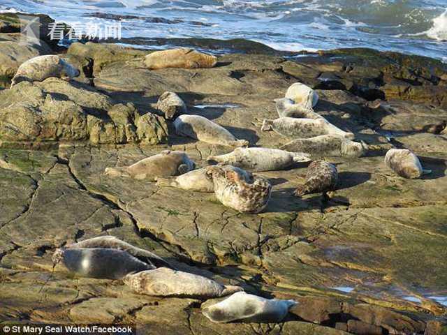 三名小年轻投掷石头 海豹吓得纵身跳海