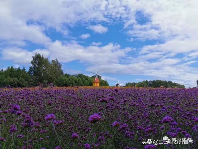 吉林旅游十一推荐：吉林金珠花海度假区