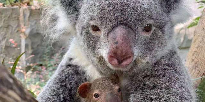 【视频】小考拉征名ing,柠檬的弟弟叫什么好呢