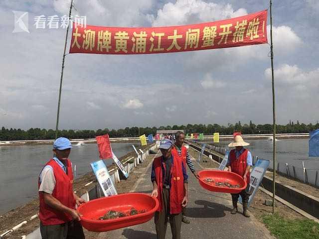 上海地产黄浦江大闸蟹开捕 第七代河蟹良种繁育超千亩