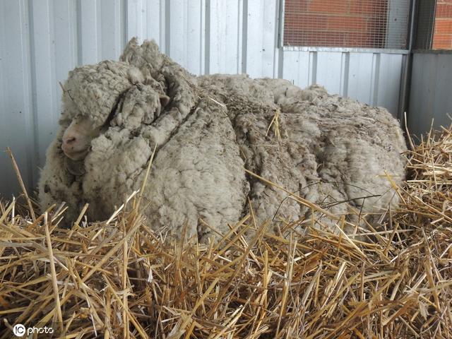 全球毛最重的羊去世：曾一次性剃下40公斤毛破世界纪录