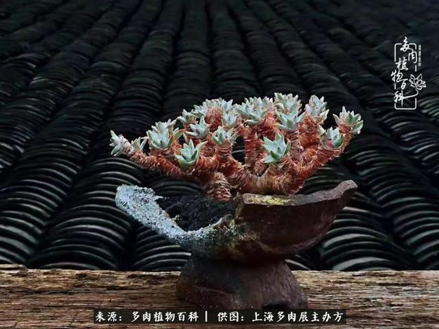 官宣：多肉圈一年一度的盛会——“2019上海多肉植物展”来了