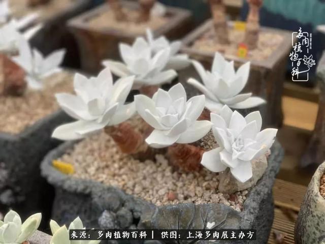 官宣：多肉圈一年一度的盛会——“2019上海多肉植物展”来了