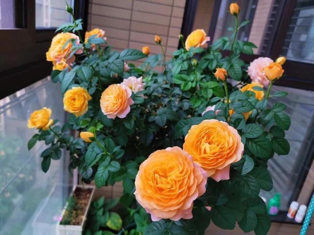 室内养月季，记住3点“技巧”，每隔10天就有新的花苞，花繁叶茂