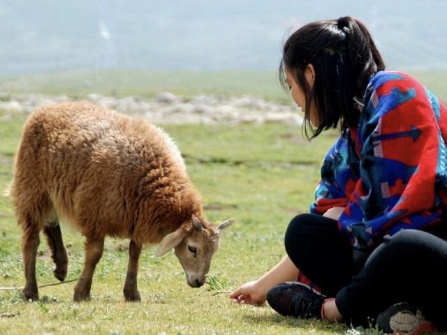 图为刘国宁微信头像,图片里是他的妻子和小羊嬉戏 受访者供图