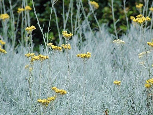 这8种银色叶子的植物适合养院子里，叶片迷人，开花好看