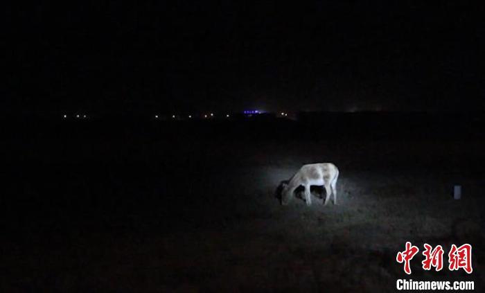 中蒙边境发现蒙古野驴踪迹 边检民警为其“护驾”