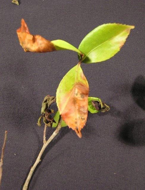 用生物肥皂清除植物上的害虫，用肥皂水也行，对儿童和宠物无害