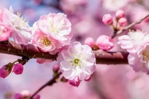 德州“花痴”模式马上开启,周边赏花攻略在此……所有的春天都在这里！