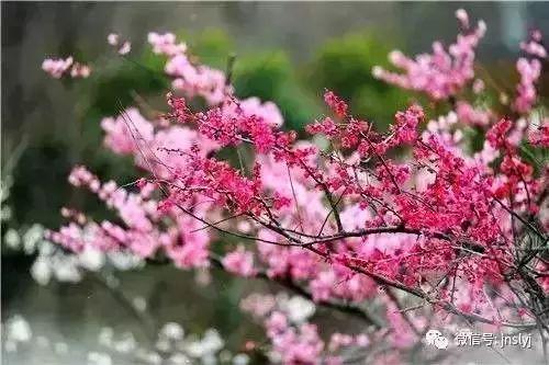 德州“花痴”模式马上开启,周边赏花攻略在此……所有的春天都在这里！