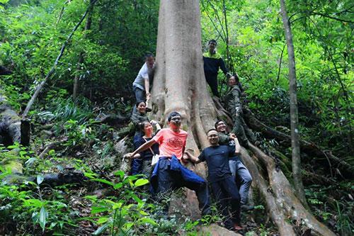 靖州发现500年紫薇古树群落 最大的一株“紫薇王”围径达478厘米